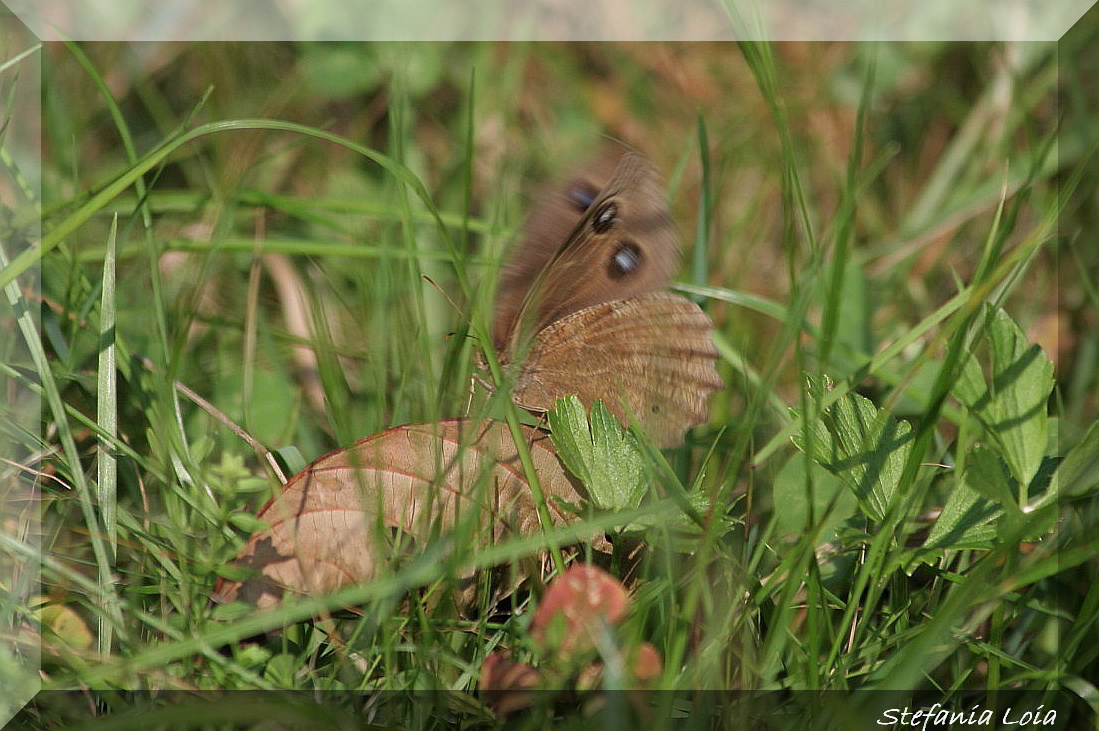 Minois dryas